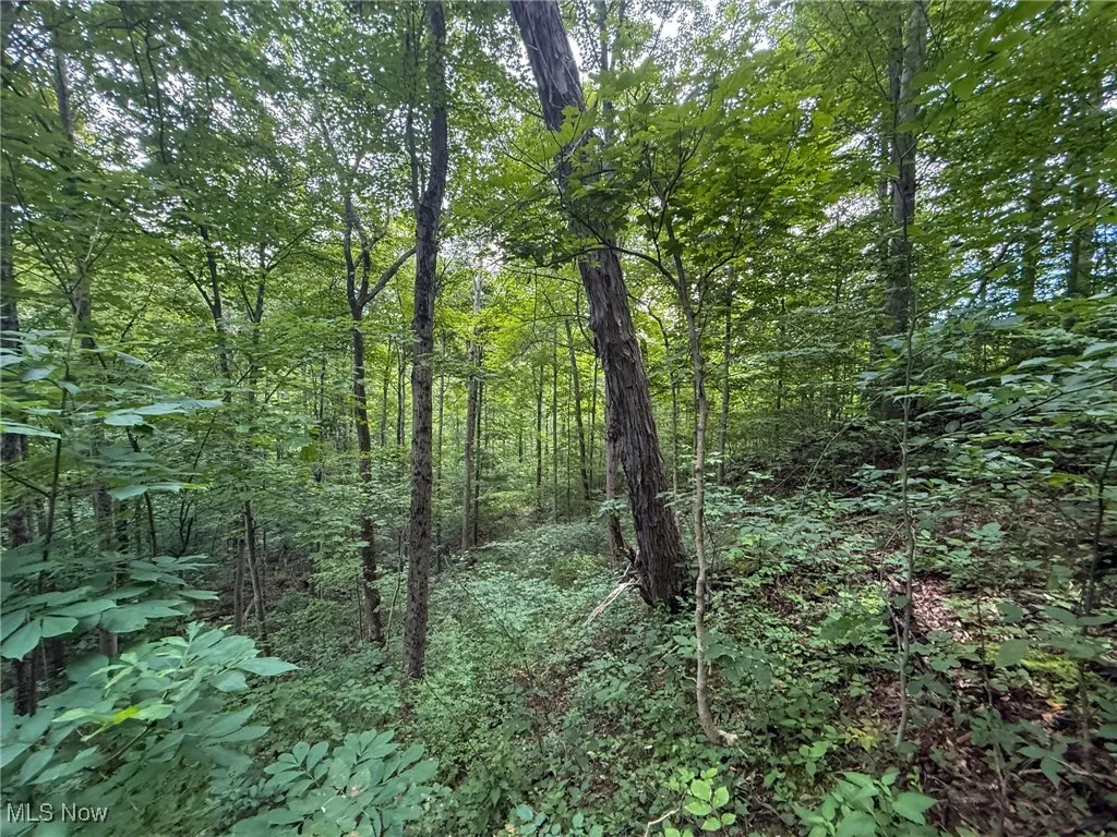 View of wooded area