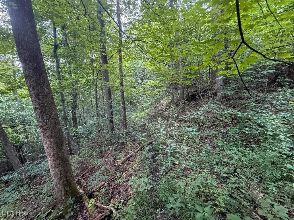 View of wooded area
