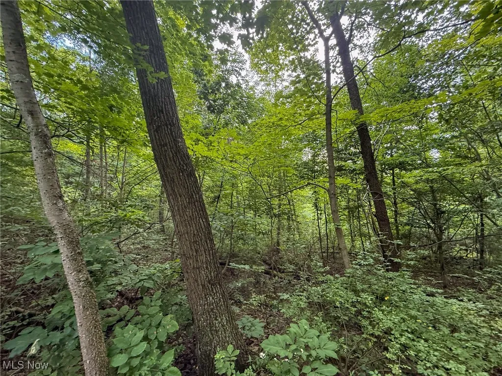 View of wooded area