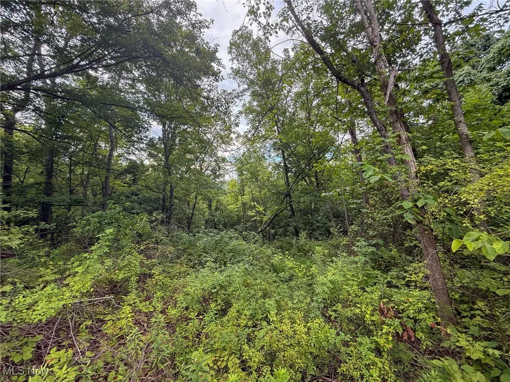 View of tree filled area