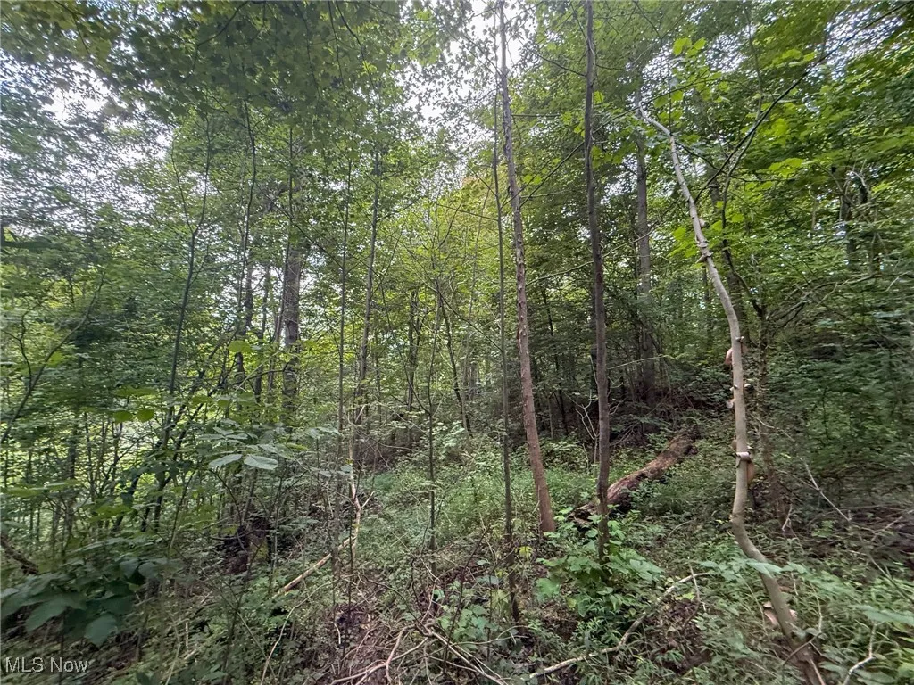 View of woods