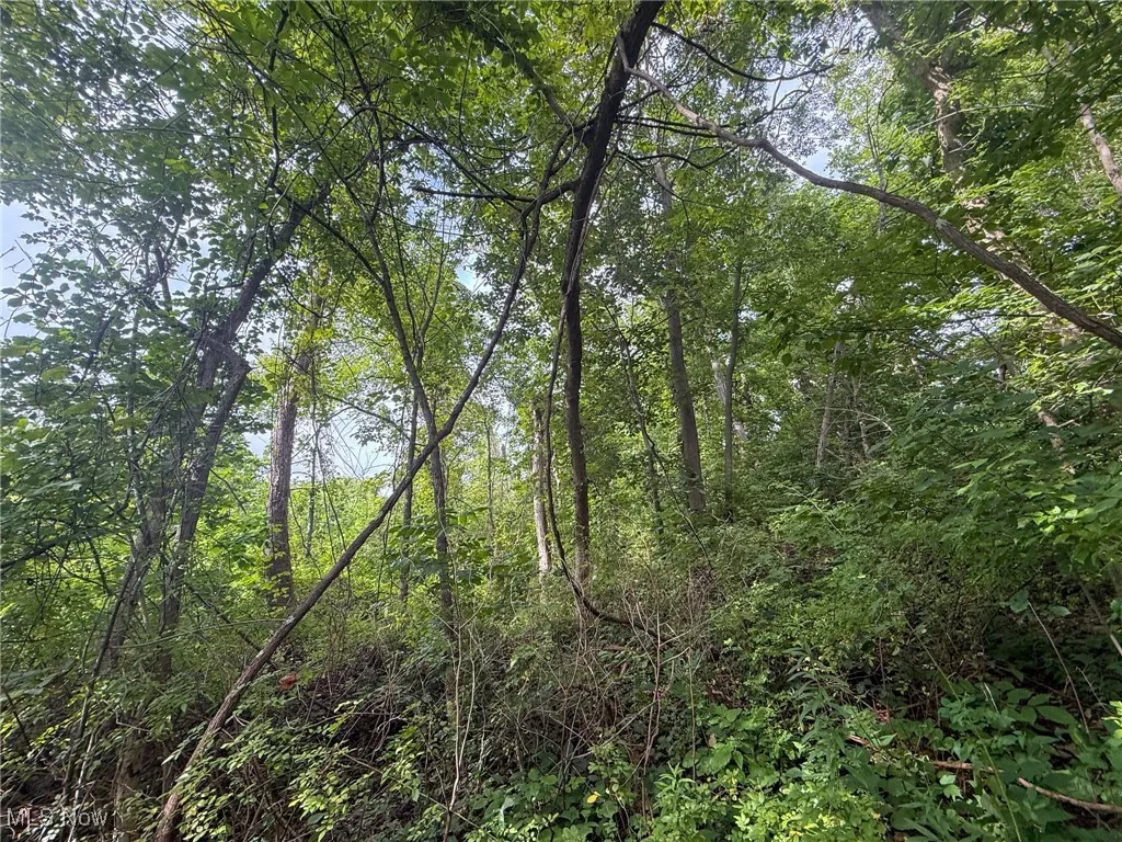 View of tree filled area
