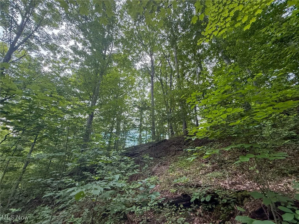 View of nature
