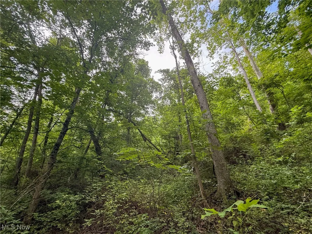 View of woods