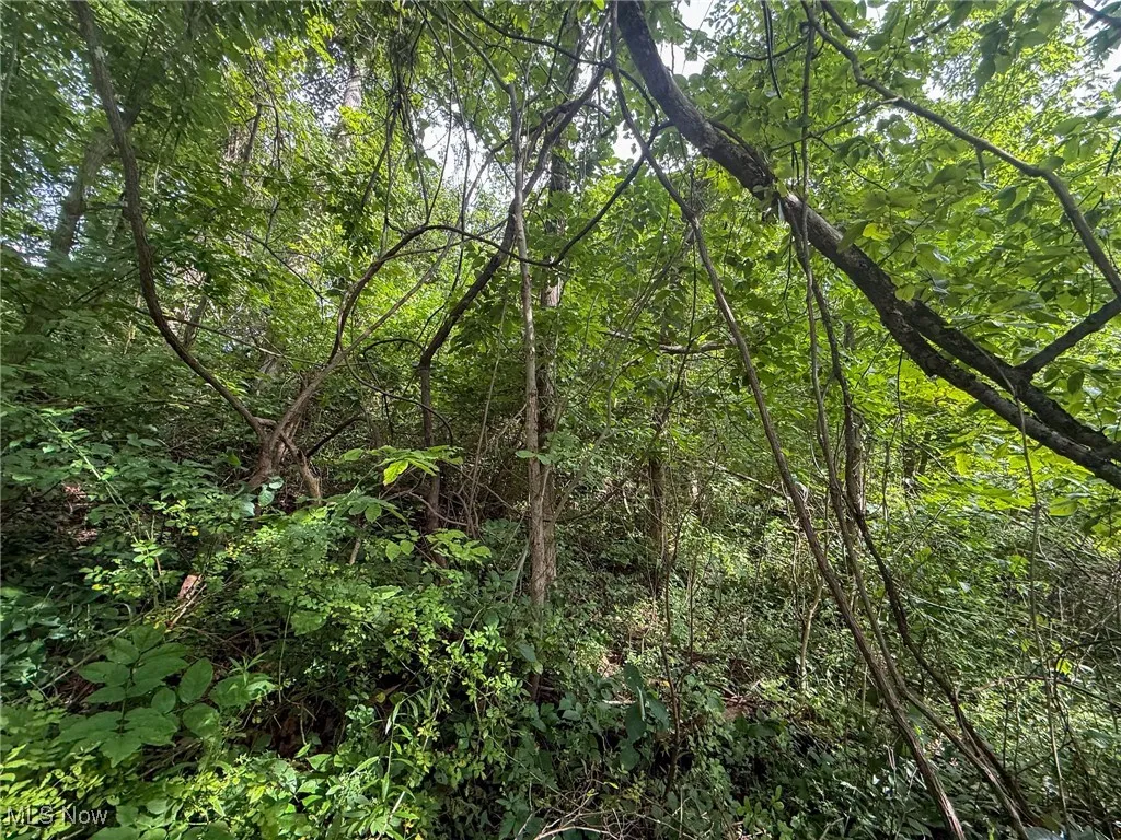 View of woods