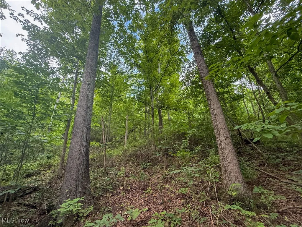 View of tree filled area