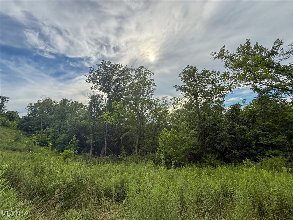 View of wooded area