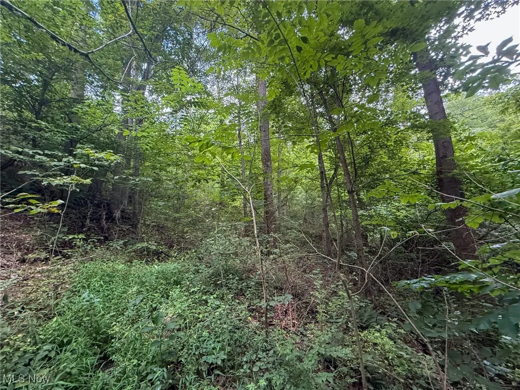 View of wooded area