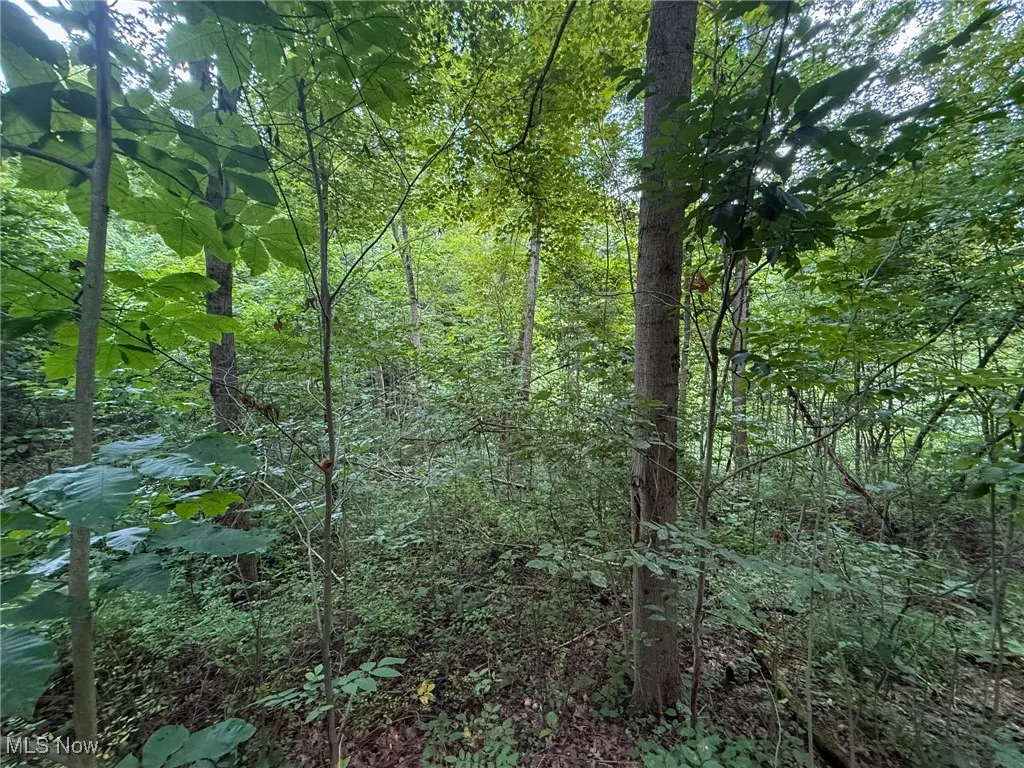 View of woods