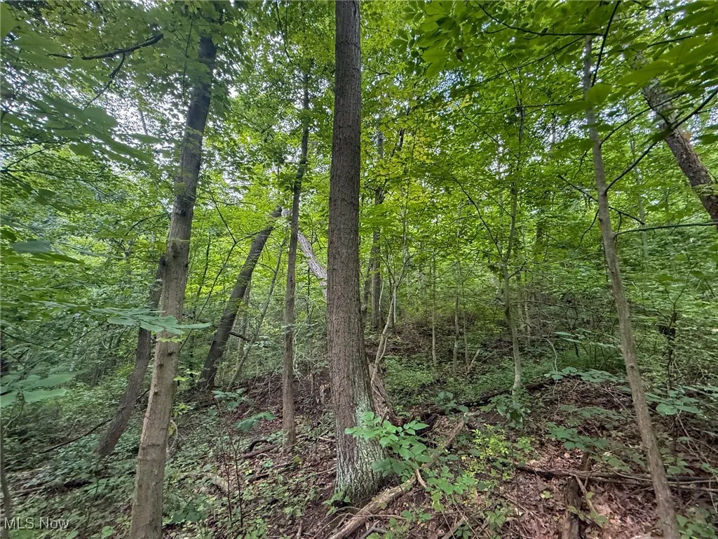 View of tree filled area