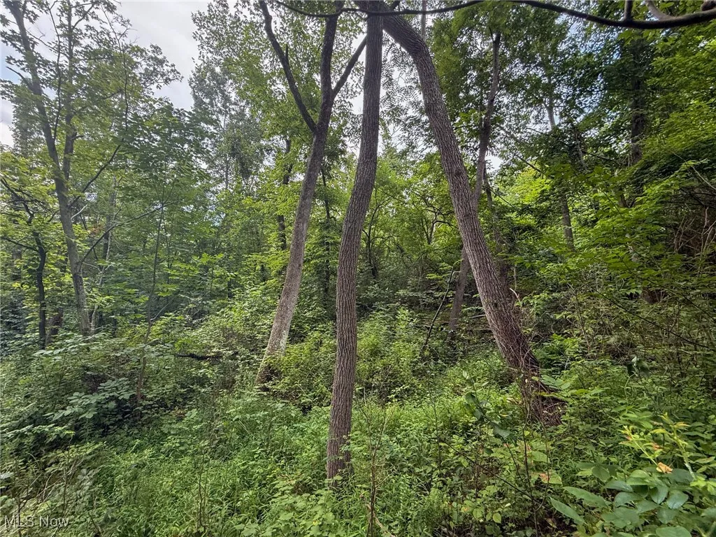 View of tree filled area