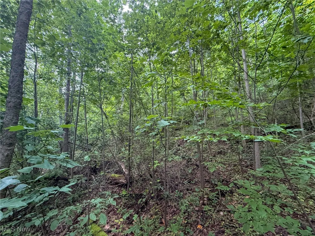 View of tree filled area