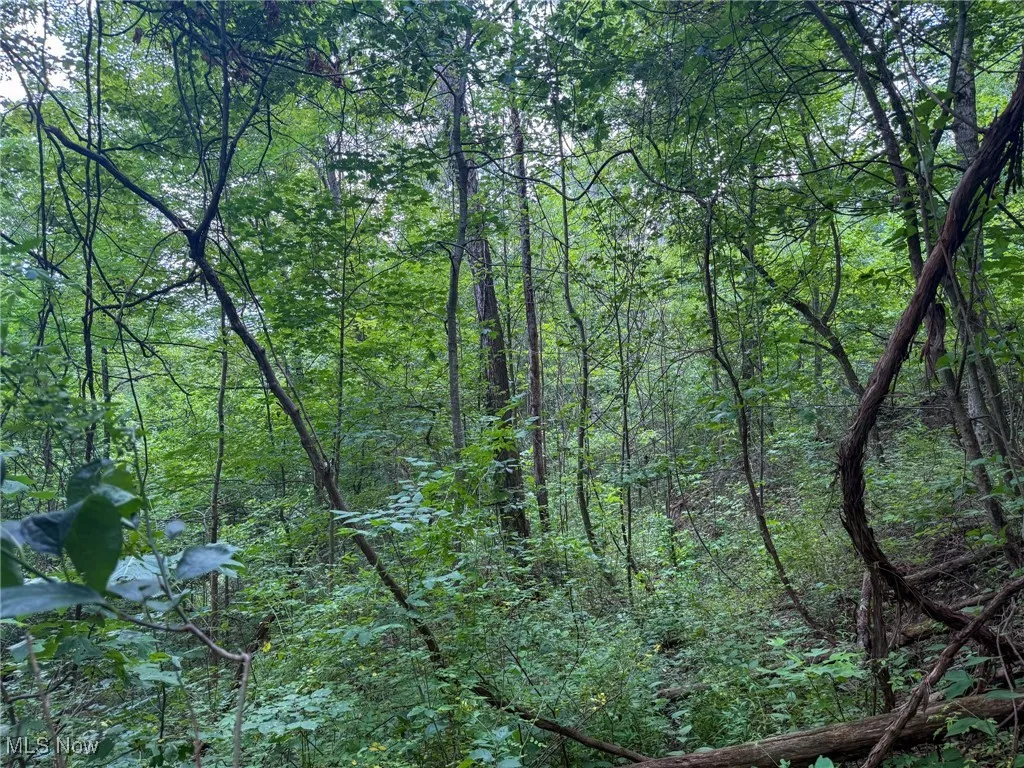 View of tree filled area