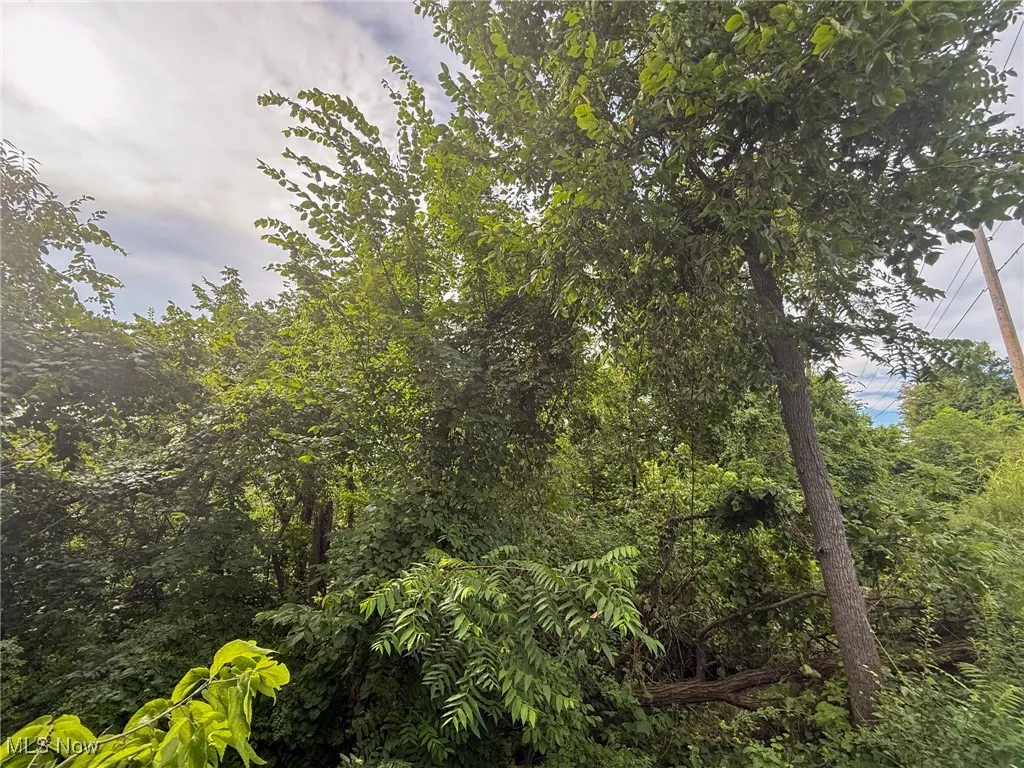 View of tree filled area