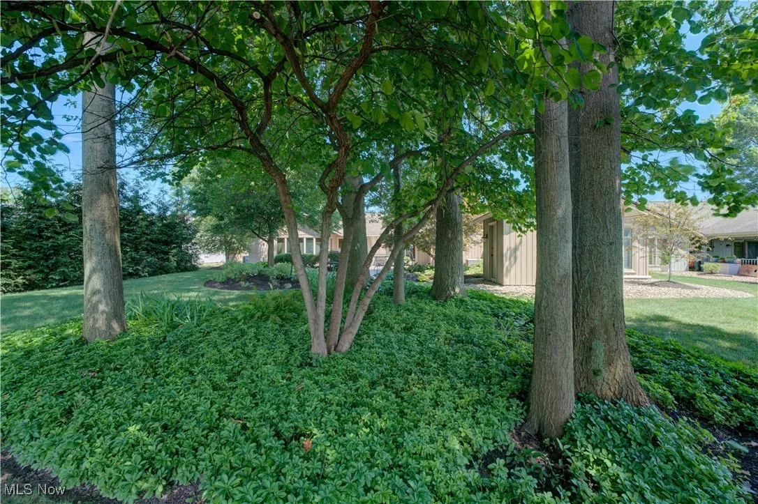 Rear yard.