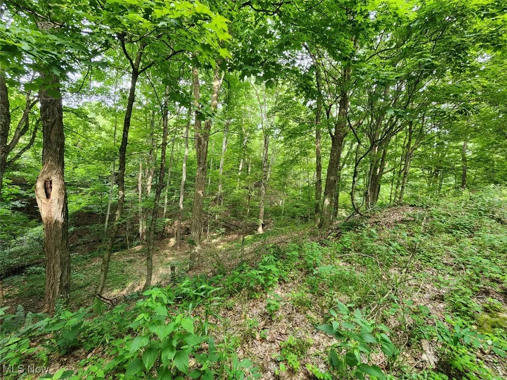 View of wooded area