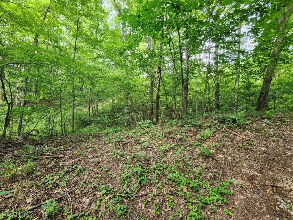 View of local wilderness