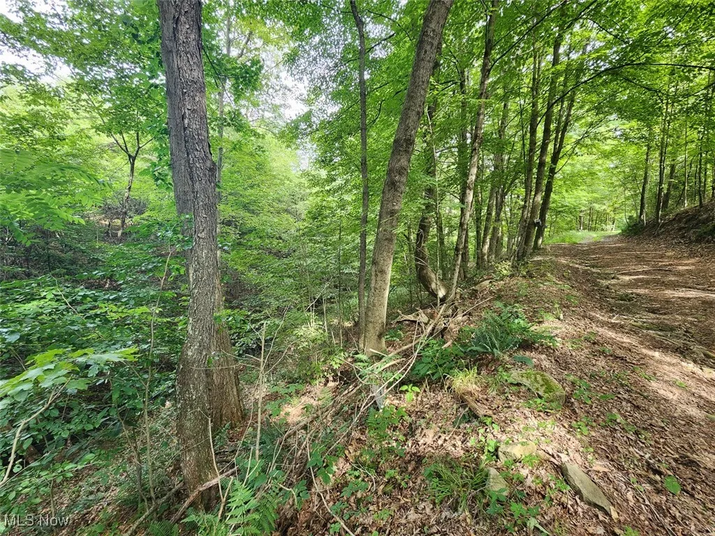 View of wooded area