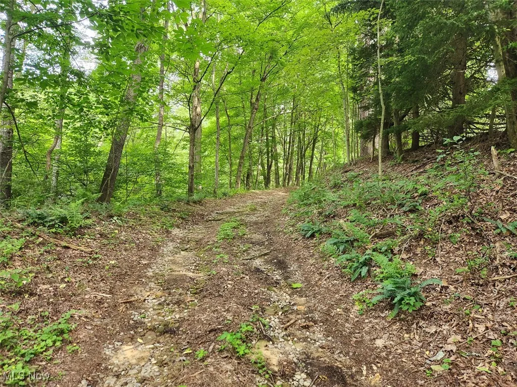 View of tree filled area