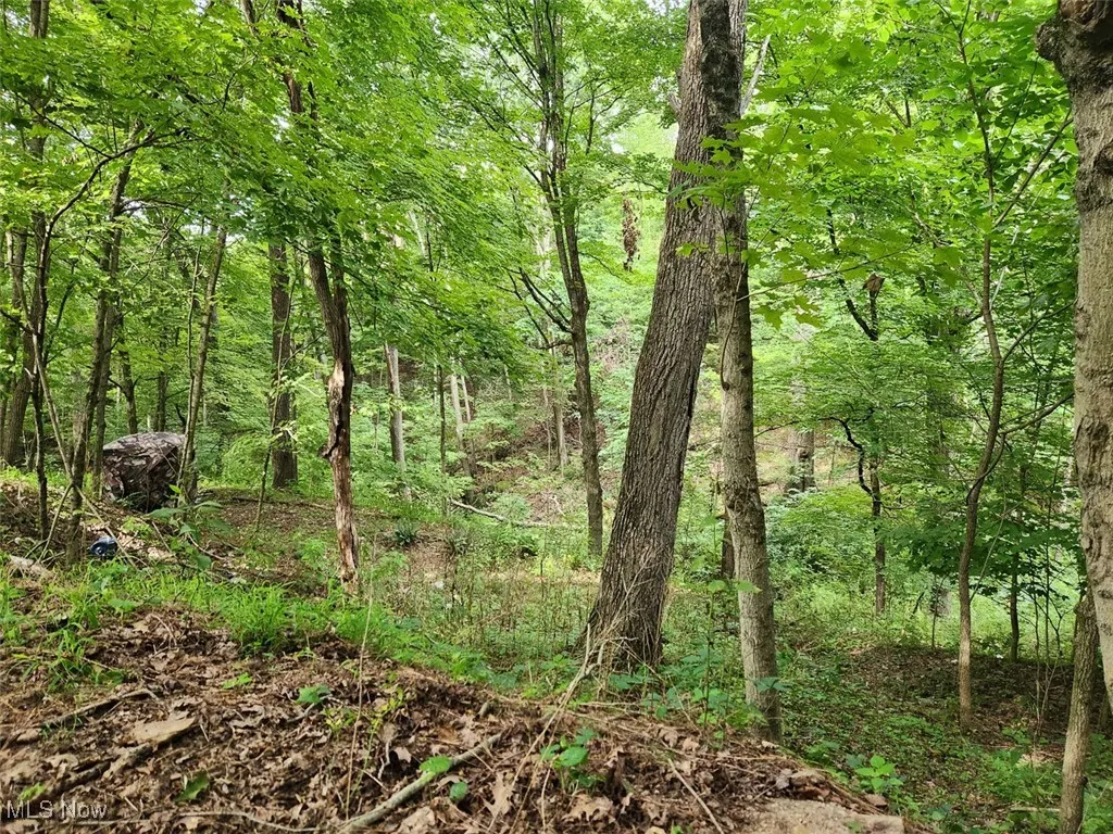 View of wooded area