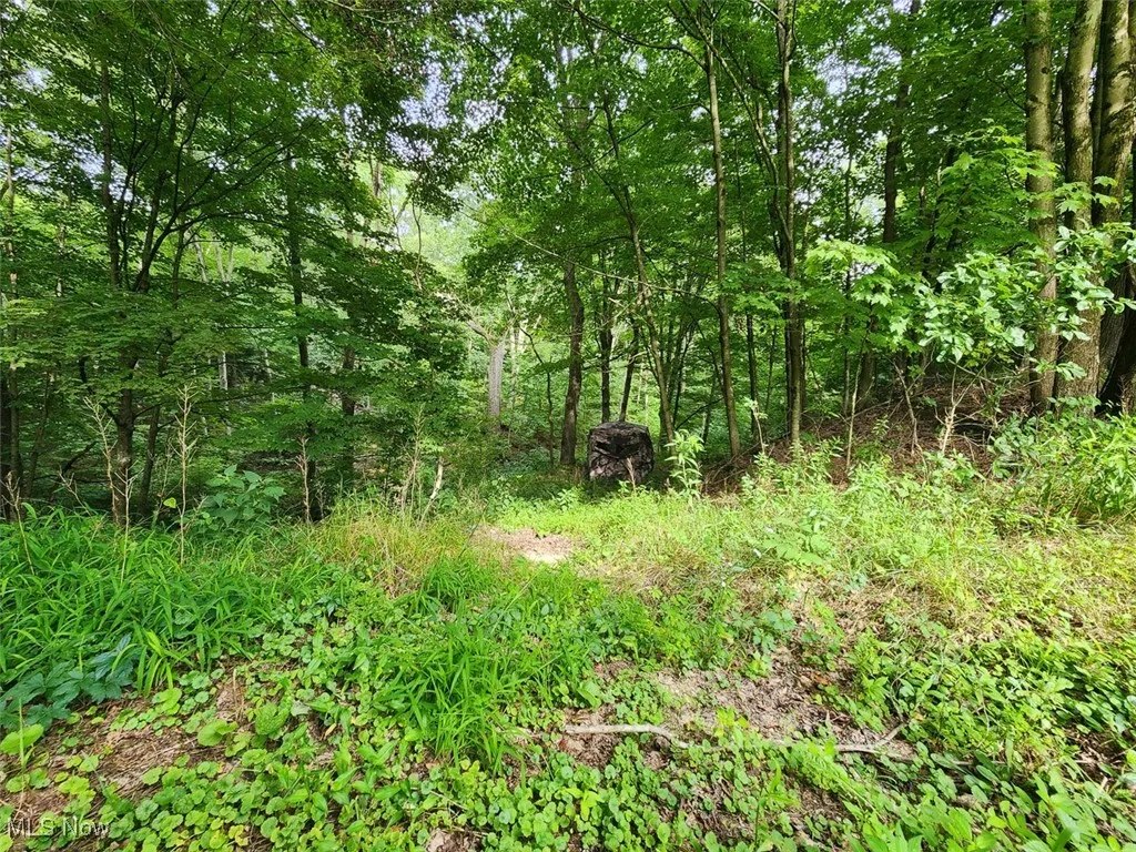 View of nature