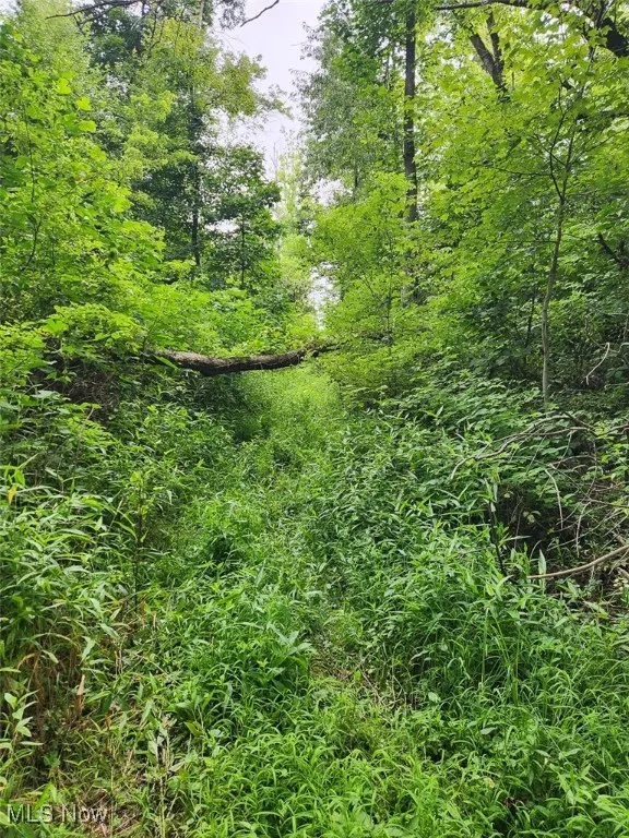 View of local wilderness
