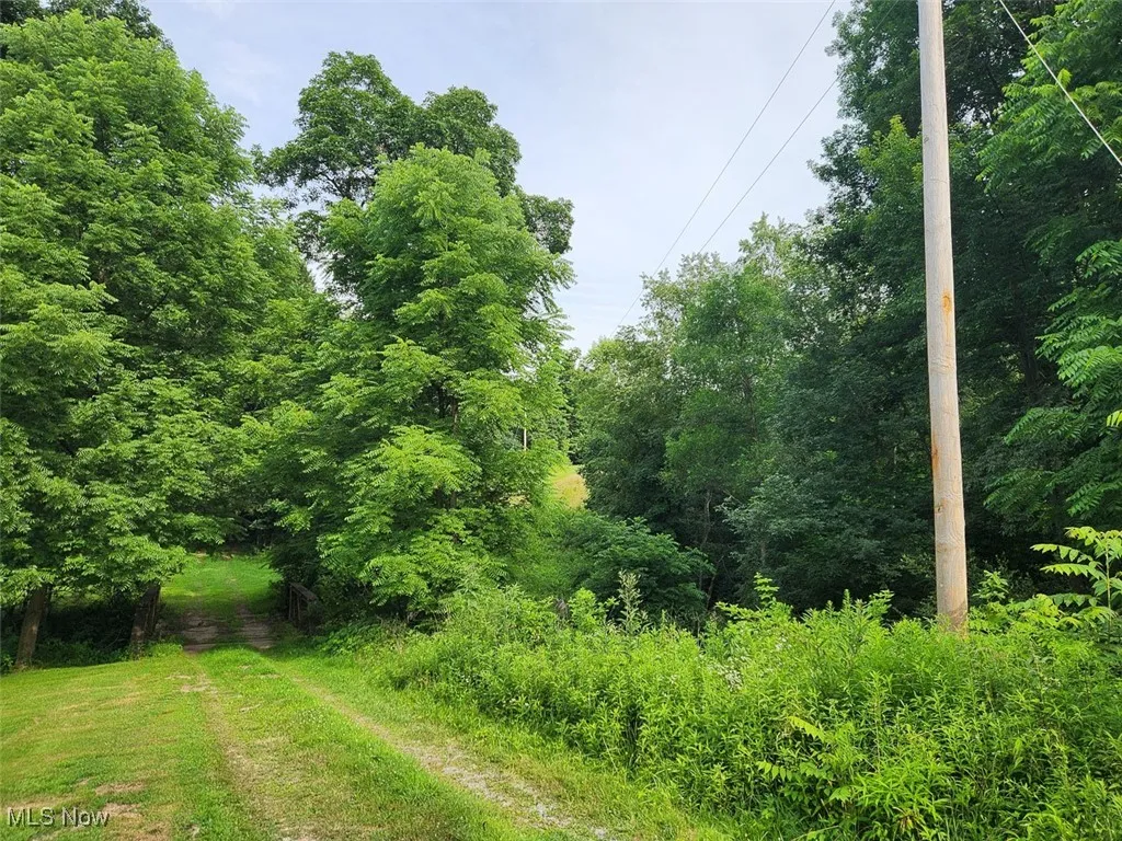 View of tree filled area