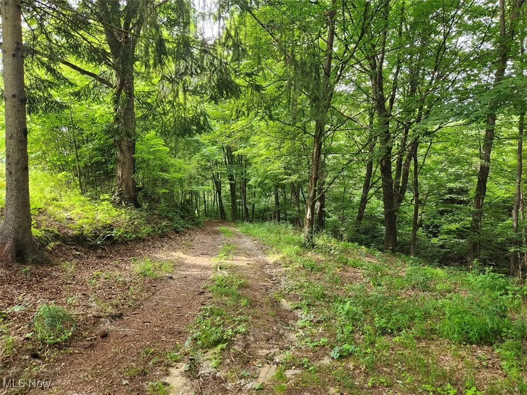 View of tree filled area
