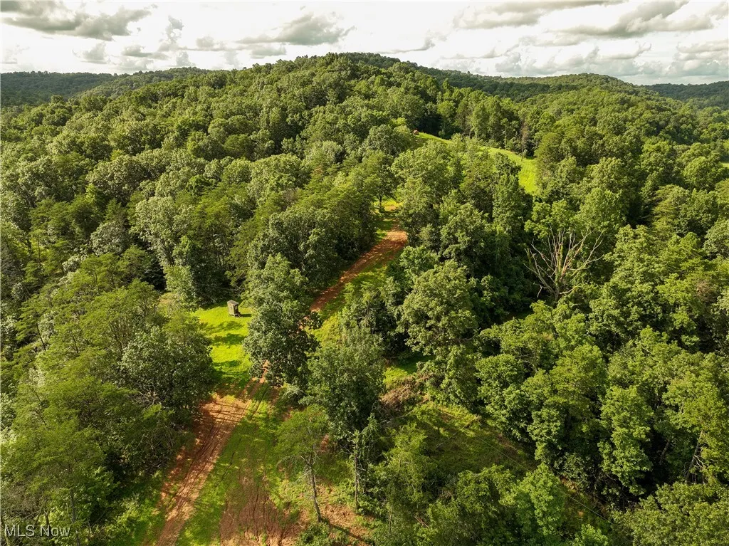 Bird's eye view of a forest