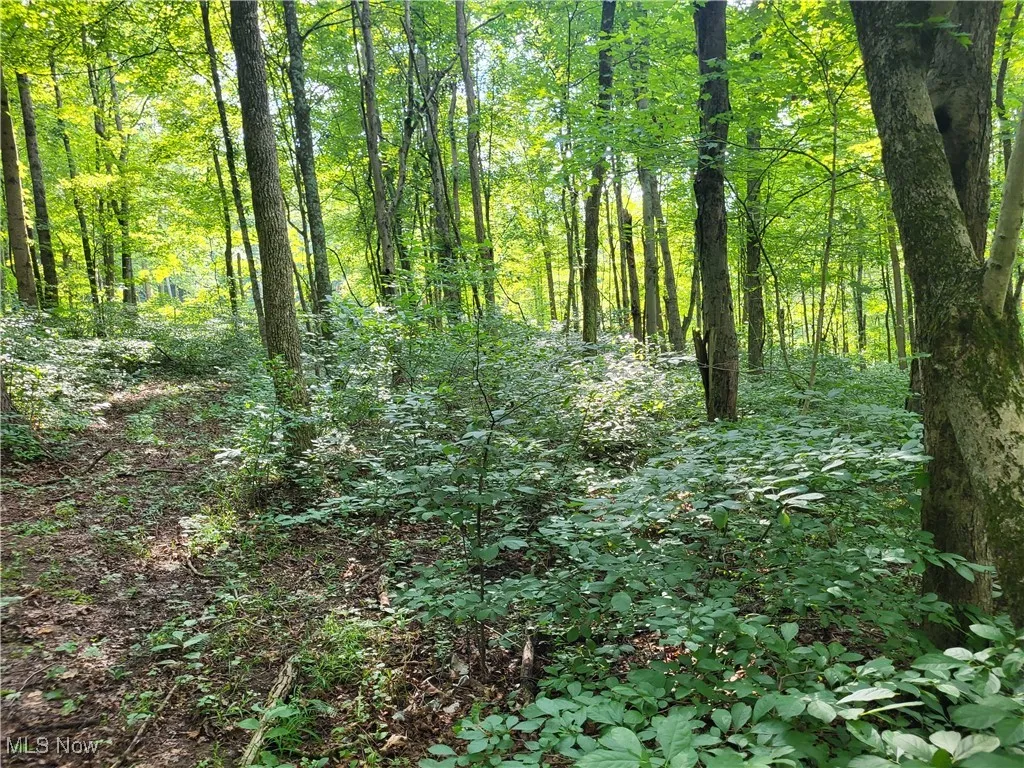 5855 Olney Run Road, Mcconnelsville, Ohio,MLS Now Listing ID