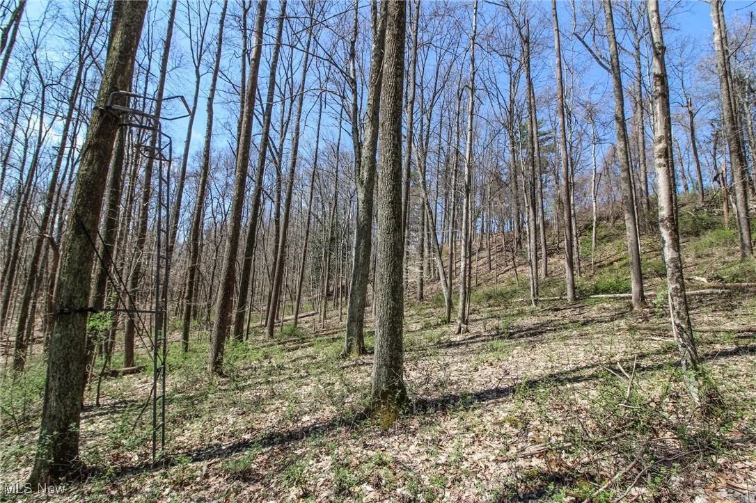 View of tree filled area