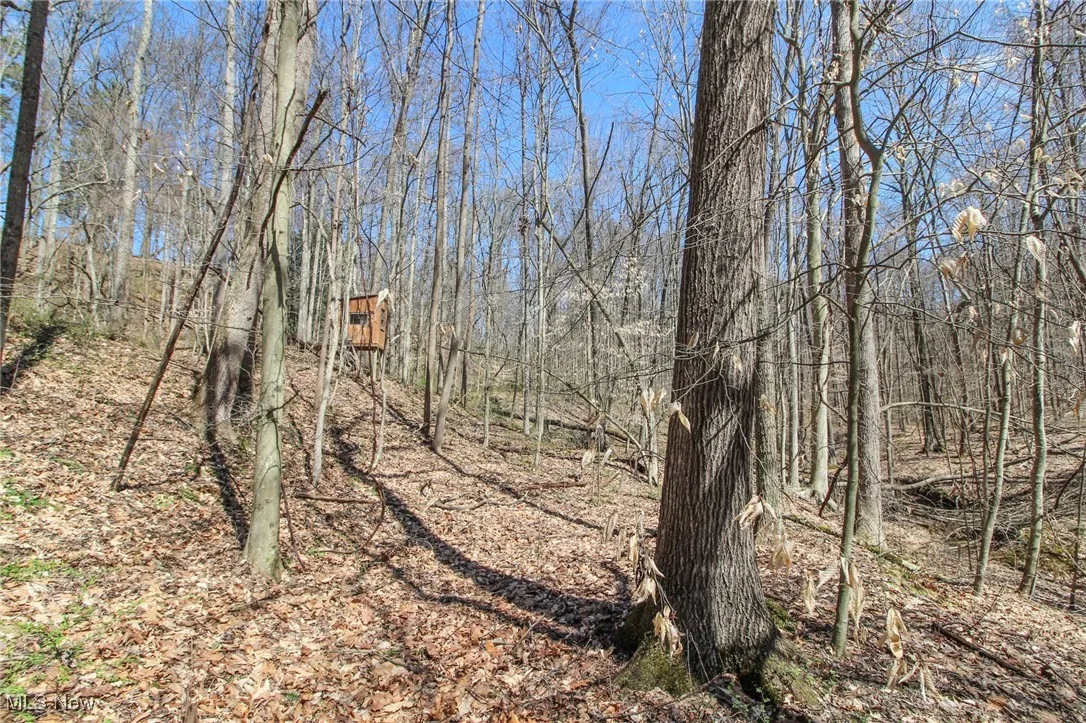 View of wooded area