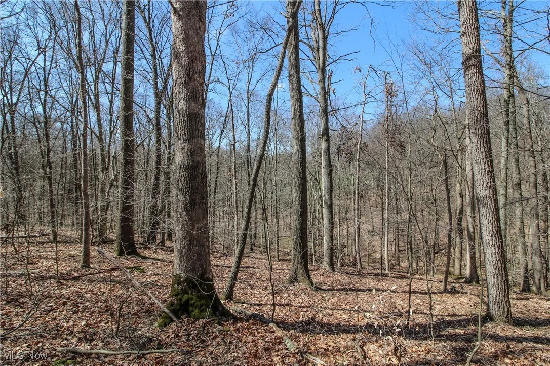 View of wooded area
