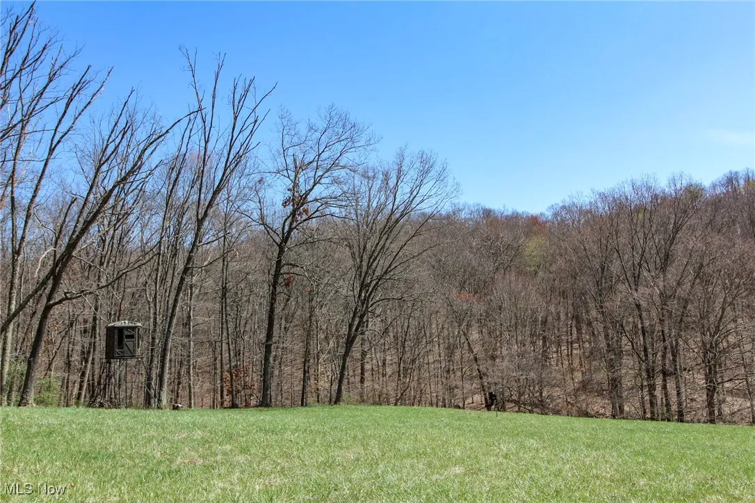 View of tree filled area