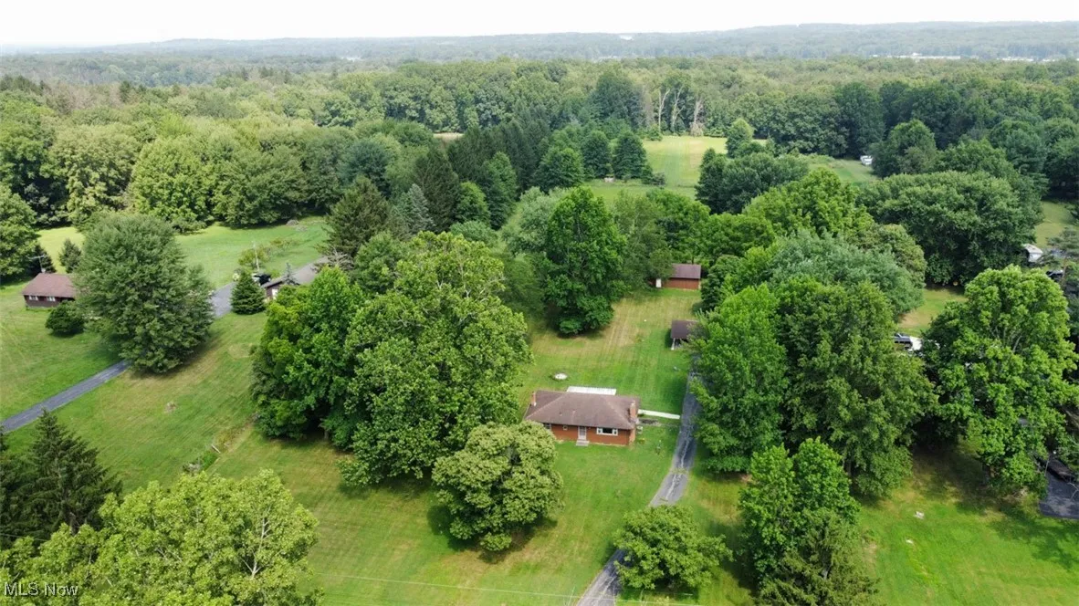 Bird's eye view of a forest