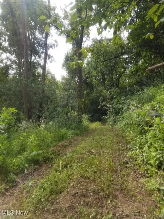 View of local wilderness