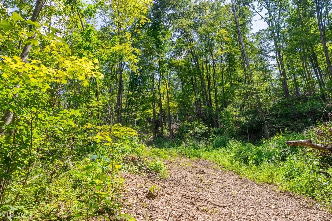 View of woods
