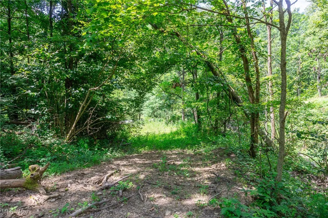 View of tree filled area