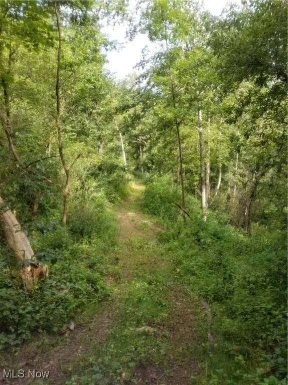 View of tree filled area