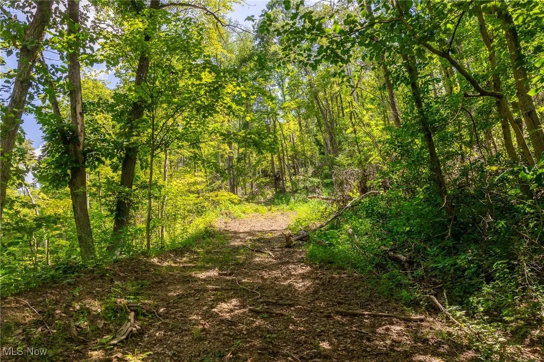 View of tree filled area
