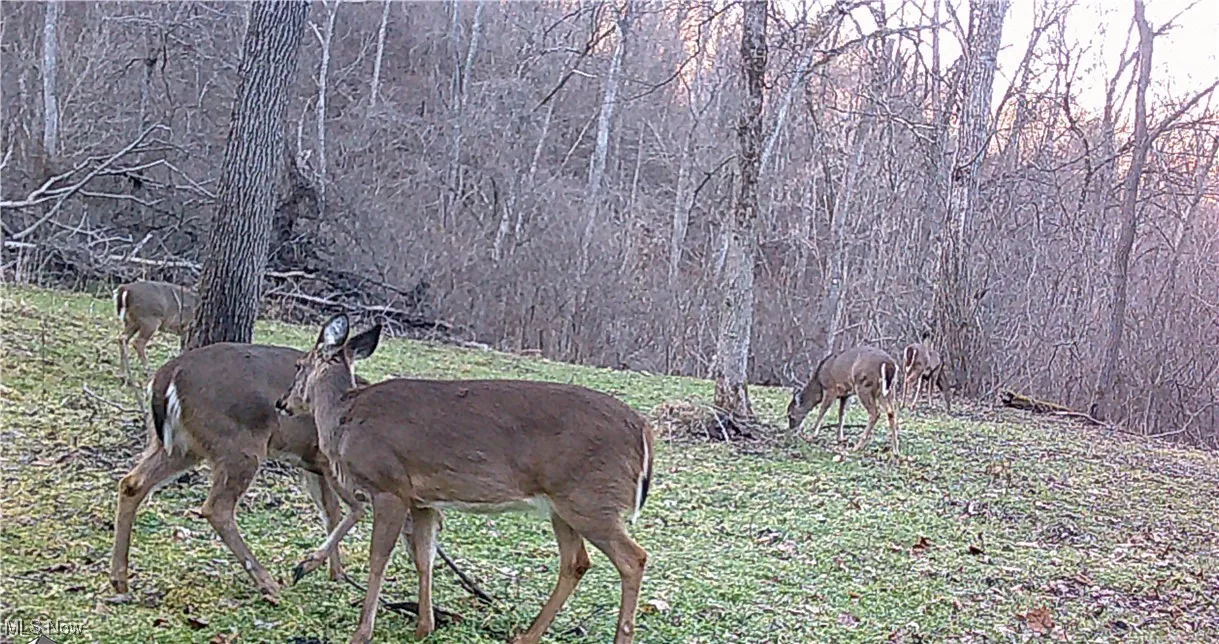 Exterior view of a heavily wooded area