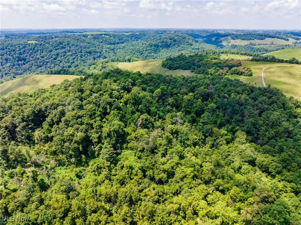 Aerial view of a forest