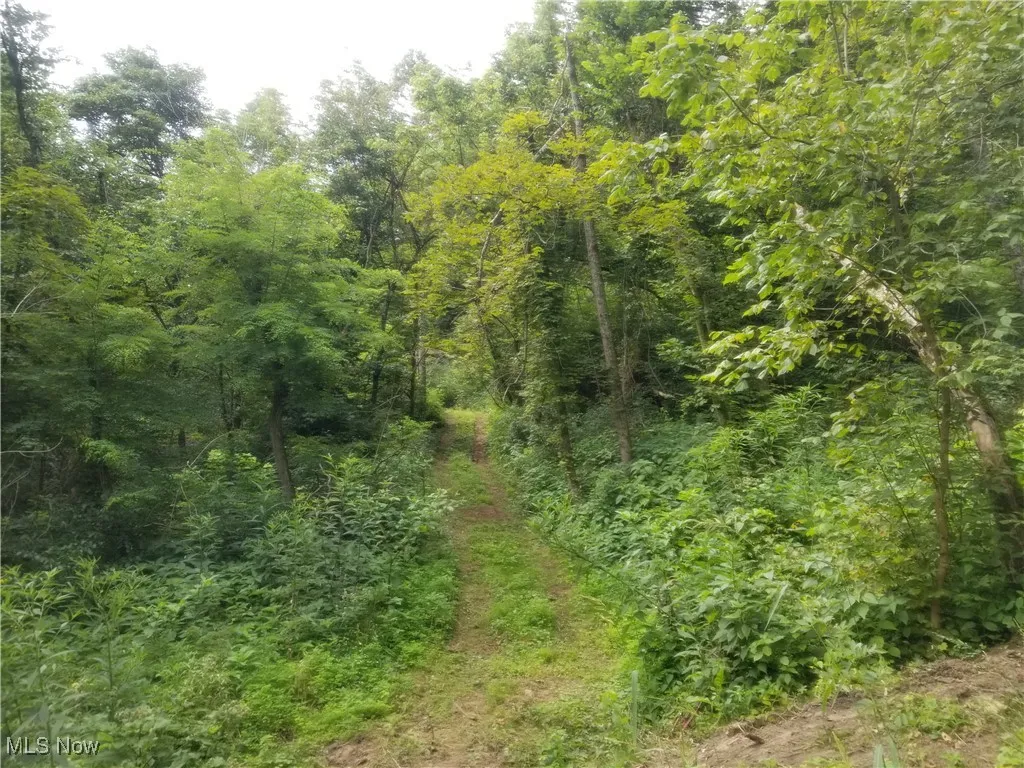 View of wooded area