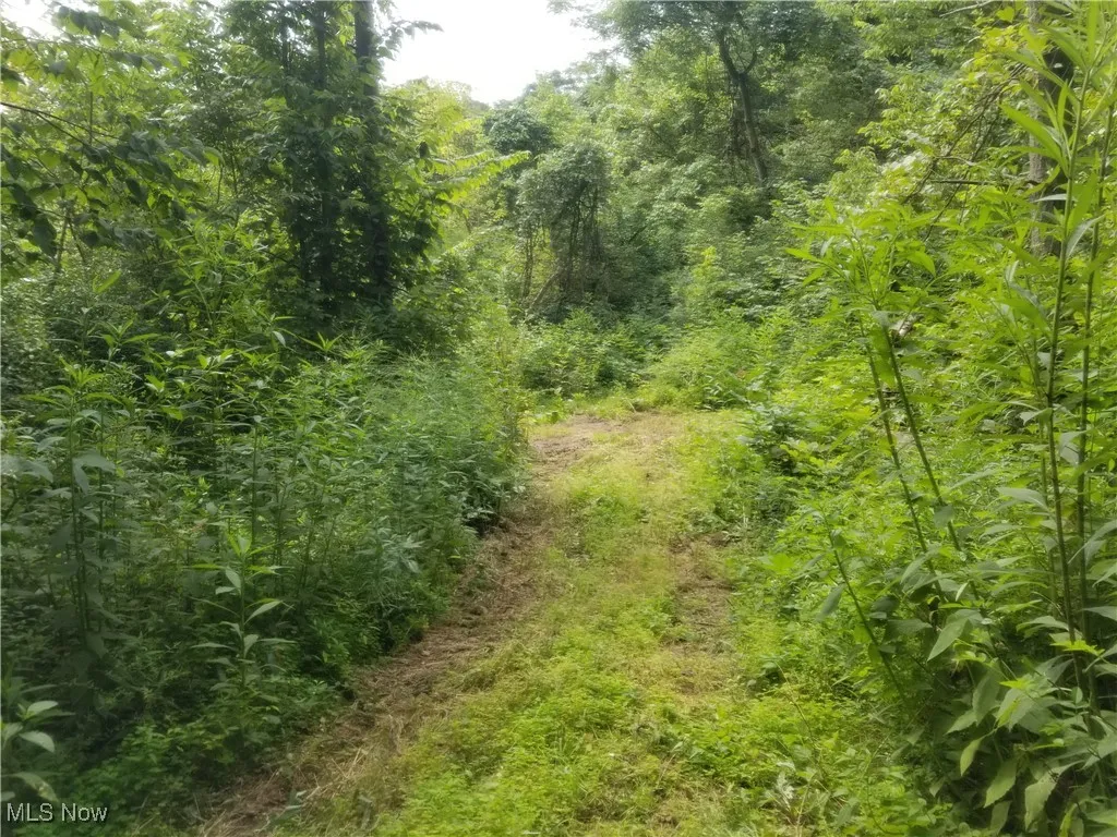 View of wooded area