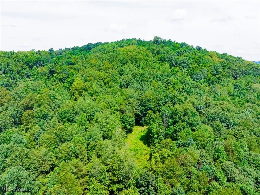 Aerial view of a forest