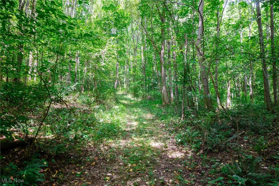 View of woods