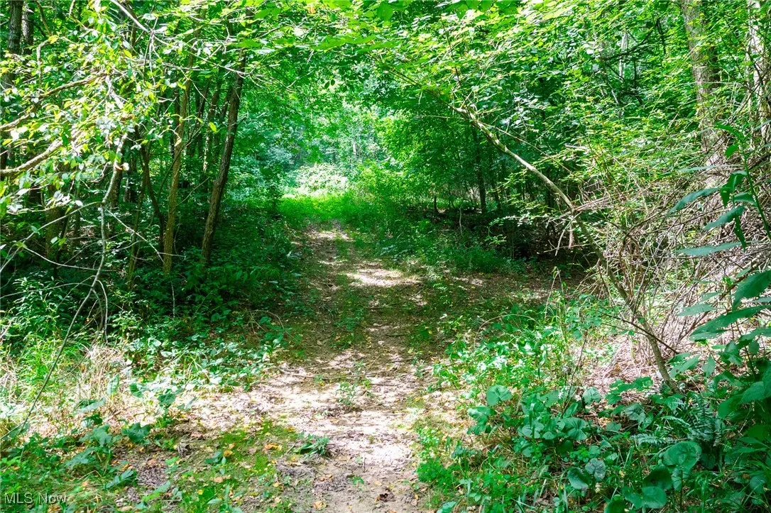 View of local wilderness