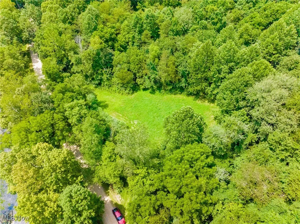 Aerial view of a forest
