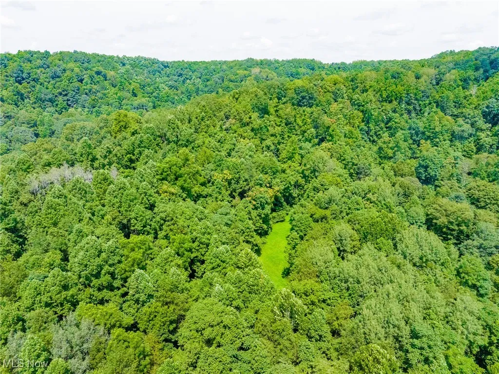 Bird's eye view of a forest