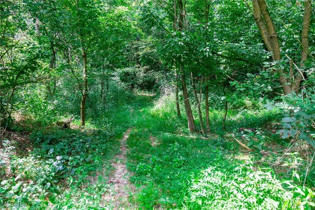 View of tree filled area